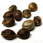Семена марихуаны АК-47  (Seeds AK-47) в Никольске